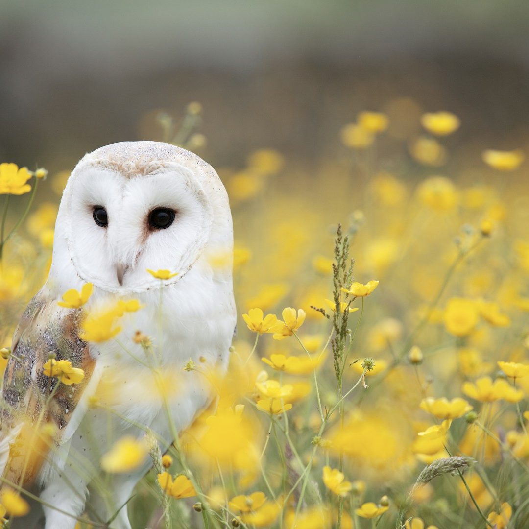 Unique teaching methods to enhance your progress in English Intensive, 1-1 immersion English training programmes with Sandown Heritage, English for Business & Personal Development, in Southport UK